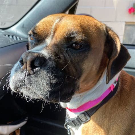 We help animal shelters and rescues manage their pets, adoptions, fosters, pet history, medical records, and donations -- all in ONE place. . Austin boxer rescue